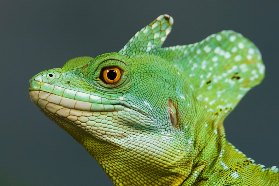 Shiny Treecko: A Rare and Beautiful Pokémon