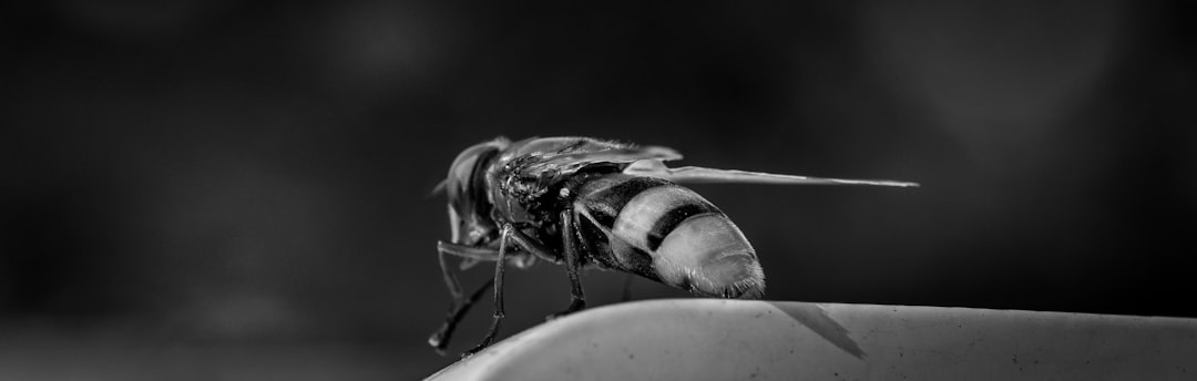 The Skeeter Hawk: A Natural Solution for Mosquito Control